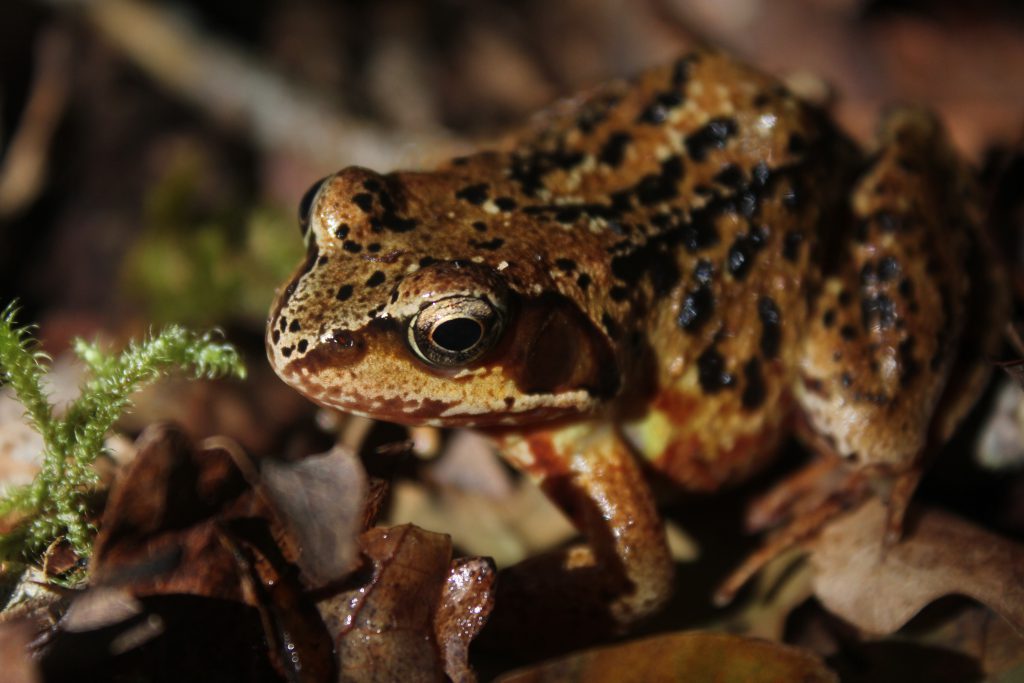 Rare Species Survey, Ecologist Ireland, Ecology Report