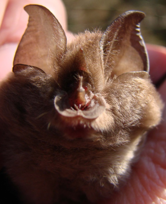 Lesser-horseshoe-bat