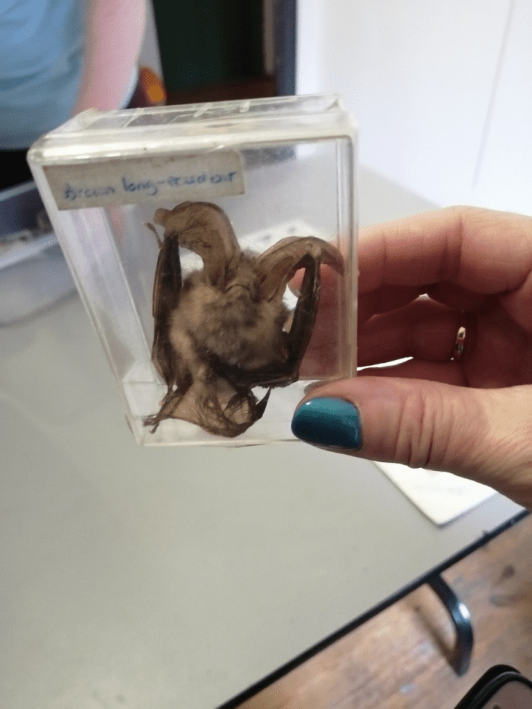 brown-long-eared-bat